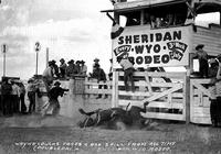 Wayne Loucks Takes a Bad Spill From "Rag Time" Sheridan, Wyo. Rodeo