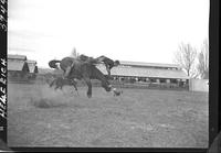 Eddie Edwards off Saddle Bronc