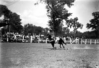 [Unidentified Cowgirl doing shoulder stand on moving horse; Her legs bent at knees]