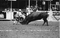 Rodeo clown Steve Mowry Bull fighting