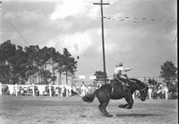 [Unidentified Cowgirl in hair net riding bronc]