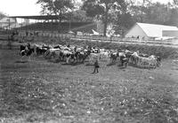 [Cattle, horses, and cowboys]