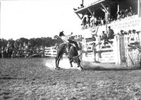 [Unidentified steer rider at the Arkansas Valley Fair]