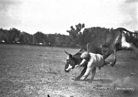 Albert Snell, Steer, Ground, Forsyth