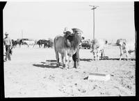 Sled Runner on Bull (Distant) by Helen