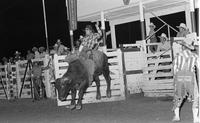 Rocky Hickman on Bull #117