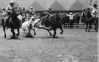 Roy Duvall Steer wrestling