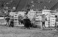 Brad Graves on Bull #A16