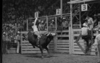 Art Ray on Bull #33