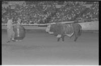 Unidentified Rodeo clowns Bull fighting