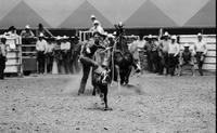 Lance Robinson Calf roping