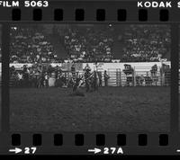 Danny Torricellas Calf roping