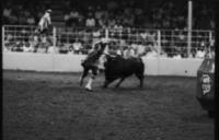 Rodeo clown Leon Coffee Bull fighting