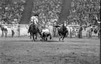 Terry Thompson Steer wrestling