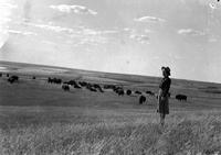 [Unidentified Cowgirl in a field where a herd of Buffalo have gathered]