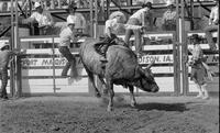 Denny Lawrence on Bull # +8