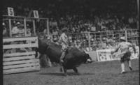Rick Knoll on Bull #RB9