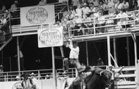 Travis Russell on Bull #222