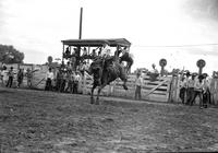 [Unidentified Cowboy riding mount in front of chutes with chute numbers in large circles]