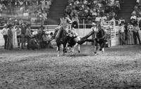 Chris Heinzig Steer wrestling