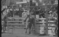 Chas. Sampson on Bull #77