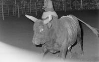 Unidentified Rodeo clowns Bull fighting