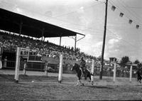 [Hatless unidentified cowboy galloping past grandstand having apparently been introduced]