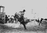 Speck McMillan Riding Wild Steer Okla. State Fair