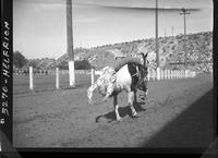 Dorothy Looney Ring - Tail Drag