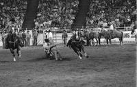 C.R. Boucher Steer wrestling