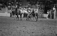 Norman Bates Steer wrestling