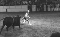 Unidentified Rodeo clowns Bull fighting