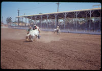 Wild horse race