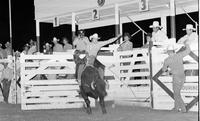 Rusty Allison on Bull #114