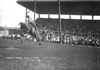 Harris Riding Wild Steer, Aurora, Ill.