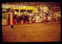 Unidentified rider on unknown Bull