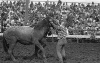 Wild horse race