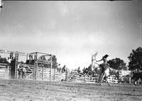 [Unidentified Cowgirl riding bronc in front of four-chute structure]