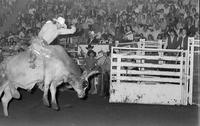Paul Wiederholt on Bull #22