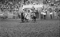 Wayne Spencer Steer wrestling