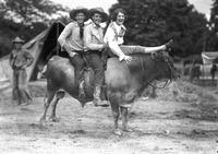 [Two Unidentified cowboys and one woman sitting atop saddled bull]