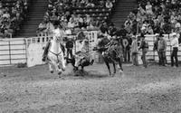 Wade Wilson Steer wrestling, 5.3 Sec