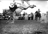 [Unidentified Cowboy riding bronc]