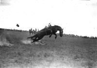 [Unidentified Cowboy on ground, hat in air with Saddle Bronc completely airborne]