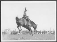 [Cowboy saddle bronc riding]