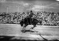 [Unidentified Cowboy riding Saddle Bronc who is curled up and airborne]