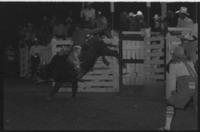 James Svoboda on Bull #158