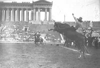 [Unidentified steer rider in Soldier Field at Tex Austin's Rodeo]