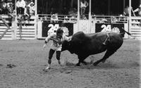 Unidentified Rodeo clowns Bull fighting