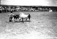 [Unidentified rodeo clown fighting Brahma steer with cape]
